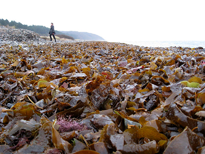 seaweed washed up on a beach