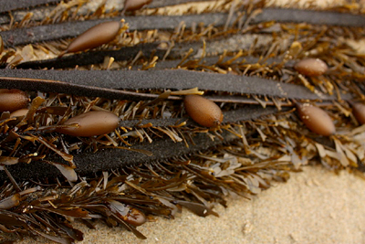 feather boa kelp seaweed
