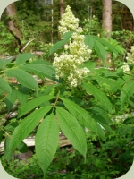 elderberry plants flowers