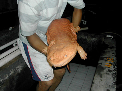 a chinese giant salamander