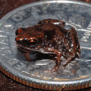 a tiny frog