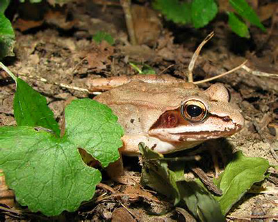 a wood frog