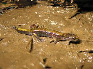 a salamander