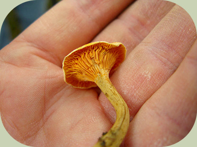 false chanterelle