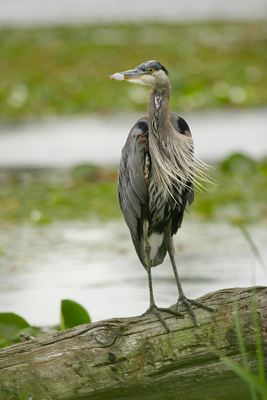 Great blue heron