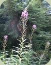fireweed plants in the temperate rainforest