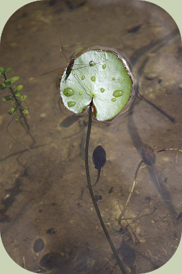 floating pond plants