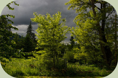 food forest