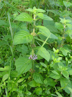 wild edible green plant