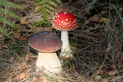 two species of mushrooms