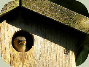 free birdhouse plans