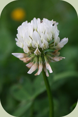 garden companion planting