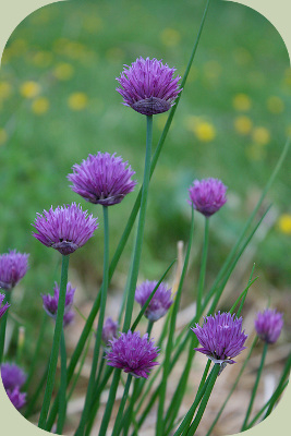 garden companion planting