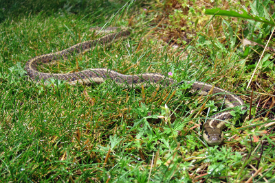 garter snakes washington snake western common sirtalis