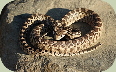 gophersnake