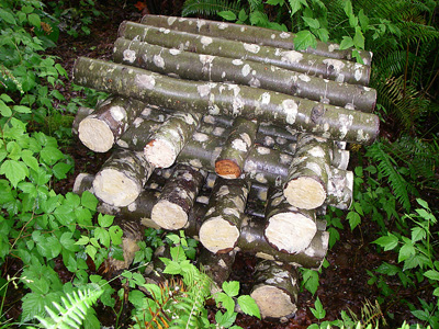 Blue Oyster Mushroom Straw Log (Living Mulch)