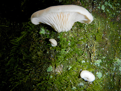 growing oyster mushrooms