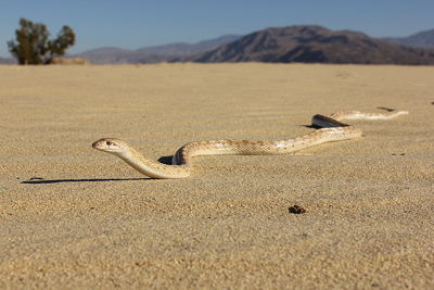 desert glossy snake