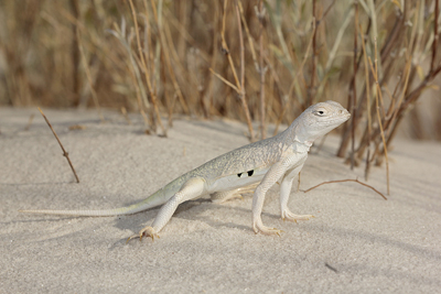 Bleached earless lizard