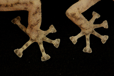 front and hind foot of a Peninsular leaf-toed gecko