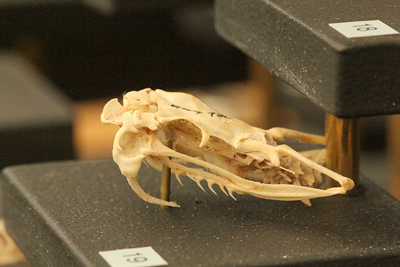 red diamond rattlesnake skull