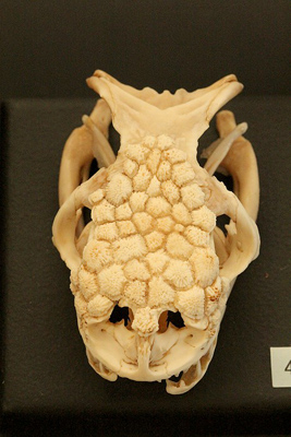 Gila monster skull