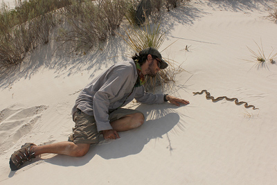 Snake encounter at White Sands