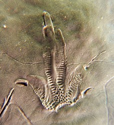 footprint of a green anole