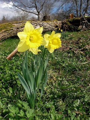 Daffodils