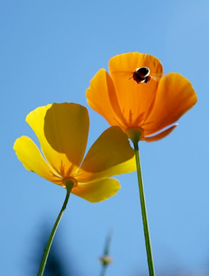 California poppies and bumble bee