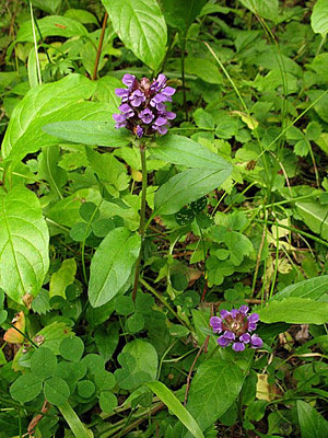 selfheal plant in flower