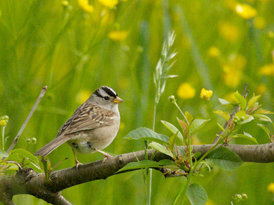 white-crowned sparrow