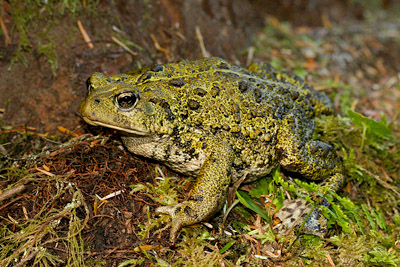 boreal toad