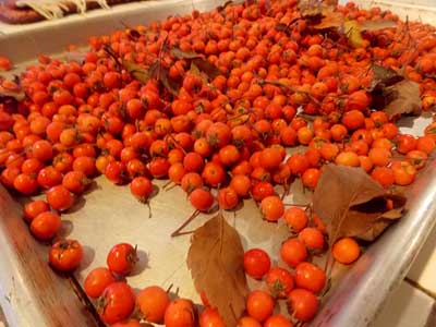 sorting hawthorn fruits