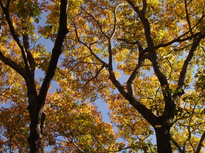 maple trees