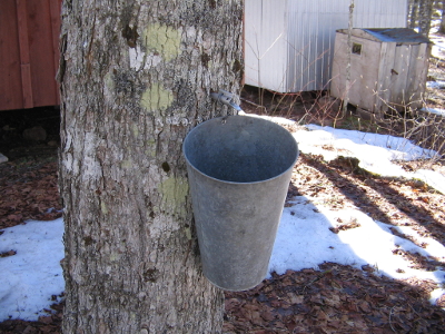 bucket for collecting sap