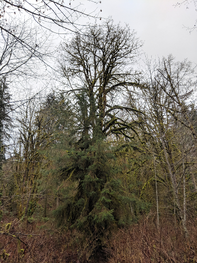 bigleaf maple tree