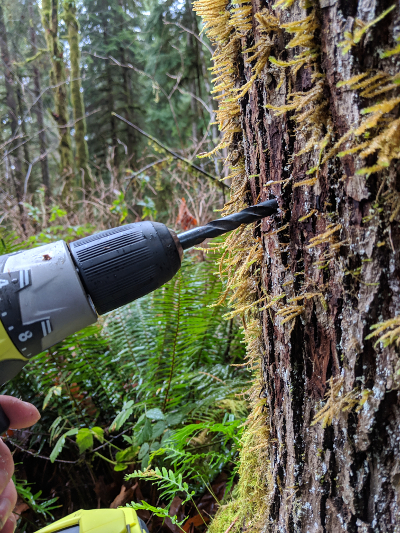 tapping a maple tree