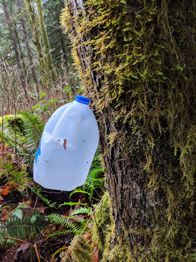 jug hanging on tree