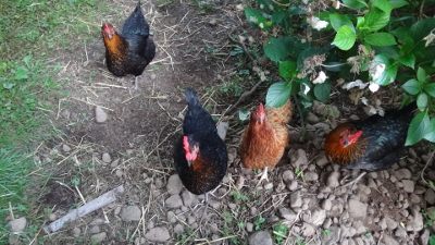 feeding hens