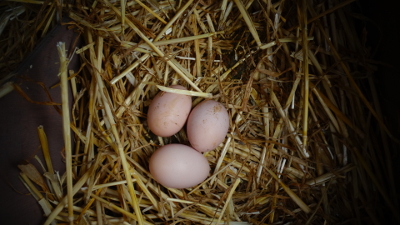 chicken eggs in a nesting box