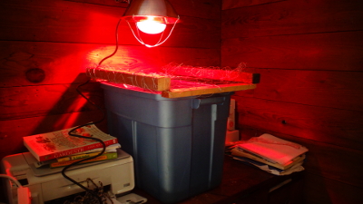 heat lamp over chicken brooder