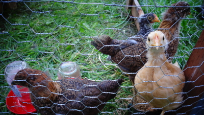 young chickens in a chicken tractor enclosure