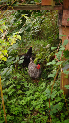 chickens in a fenced yard