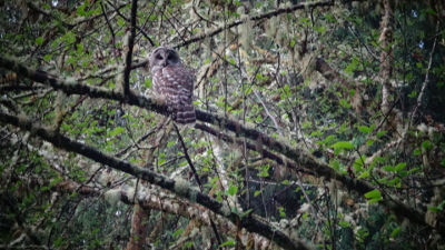 barred owl