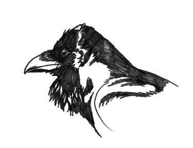 how to draw birds shadow and light