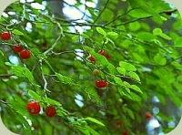 huckleberry plants berries
