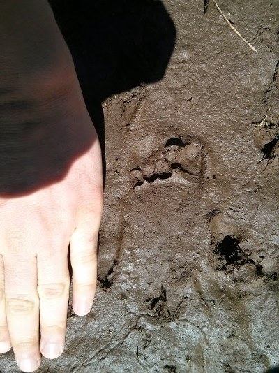 barefoot human track