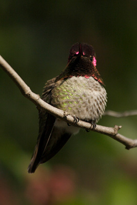 hummingbird habitat
