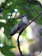 hummingbird migration